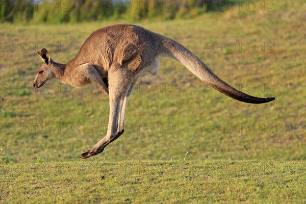 Eastern grey kangaroo