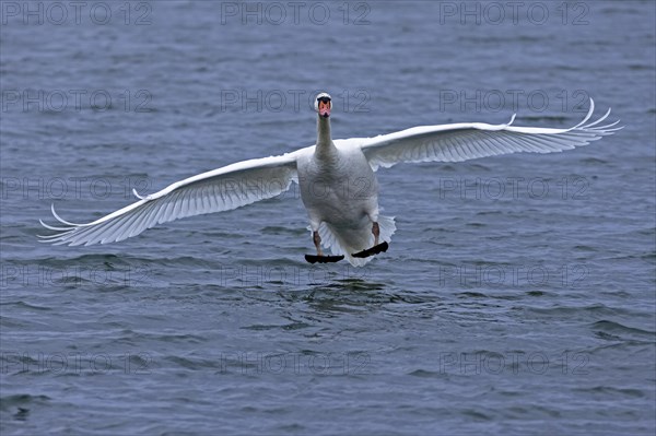 Mute swan
