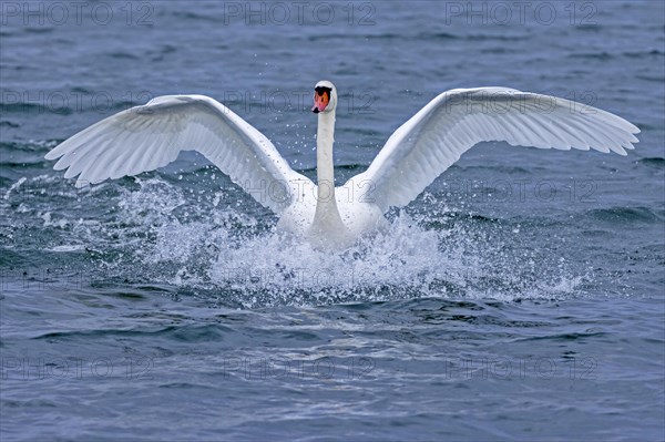 Mute swan