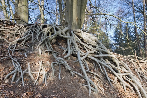 Roots of a Common beech