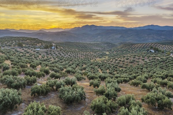 Cultivated olive trees