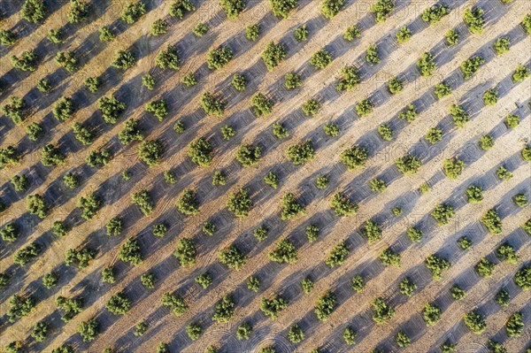 Cultivated olive trees