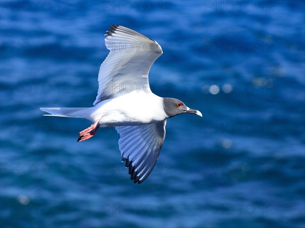 Swallow-tailed gull