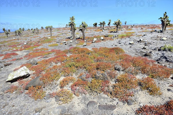 Tree opuntia