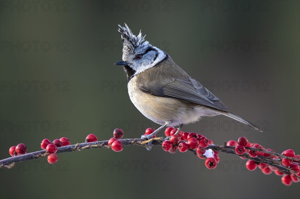 Crested tit