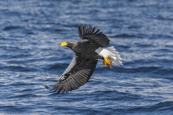 Steller's sea eagle