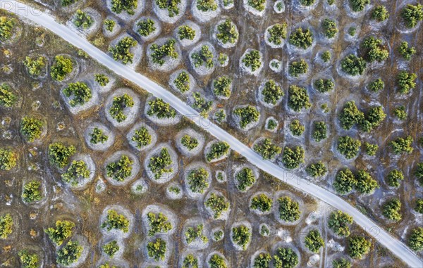 Cultivated olive trees