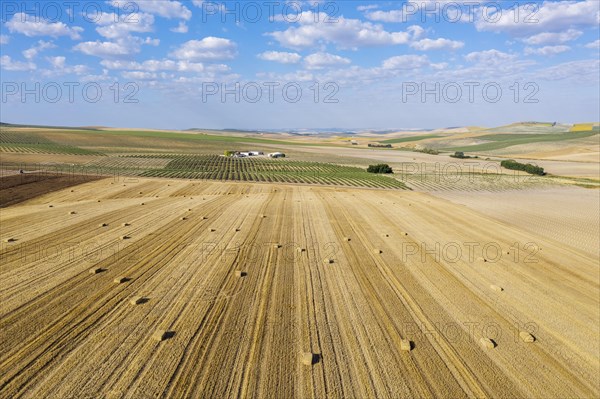 Bales of straw in cornfield after wheat harvest and cultivated young olive trees
