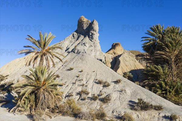 Bare ridges of eroded sandstone and palm trees in the Tabernas Desert