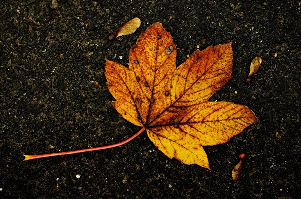 Autumnal coloured leaves of sycamore maple