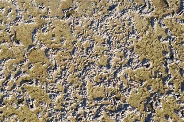 Saline soil near the saltworks at Almadraba de Monteleva