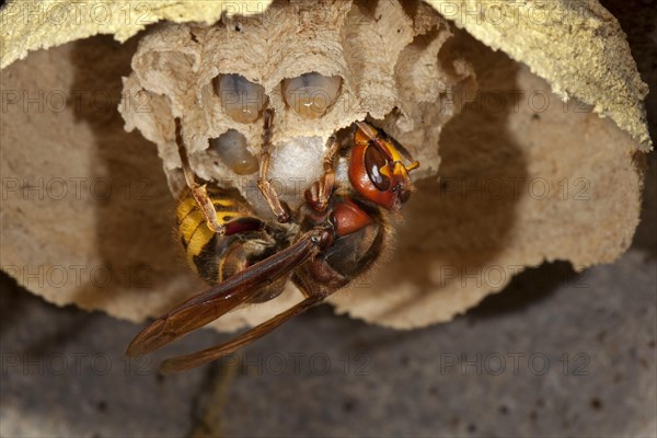 European hornet