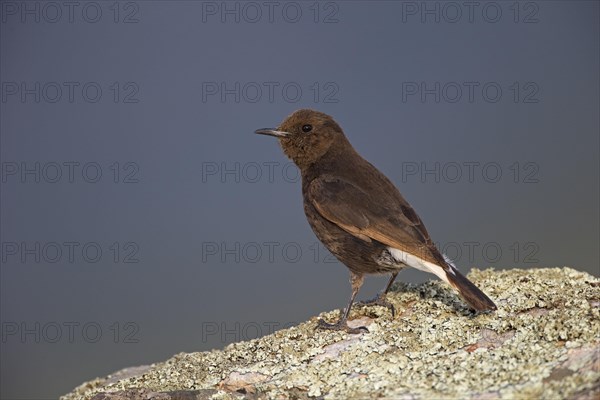 Black Wheatear