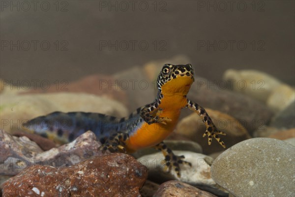 Alpine newt