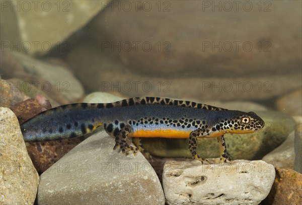 Alpine newt