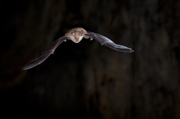 Greater horseshoe bat