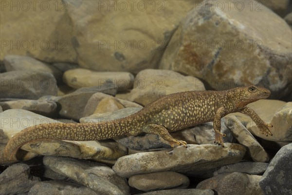 Pyrenean brook salamander