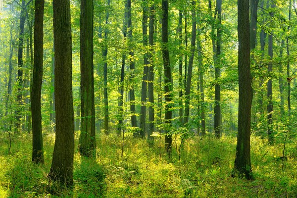 Sunny oak forest