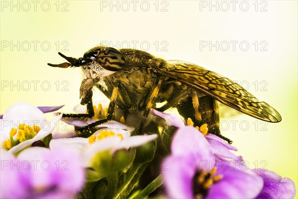 Macro Focus Stacking picture of Common Horse Fly or Notch-horned Cleg Fly