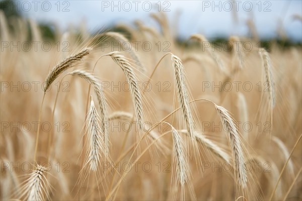 Ears of corn in a field