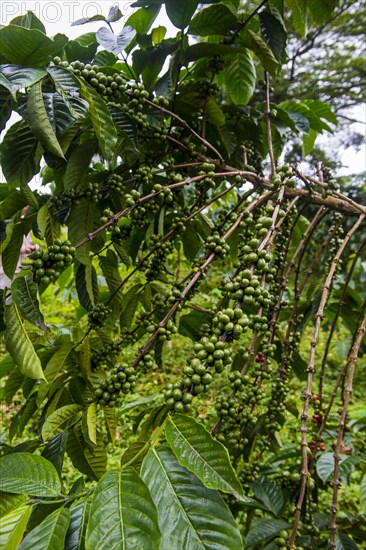 Close up of coffee beans