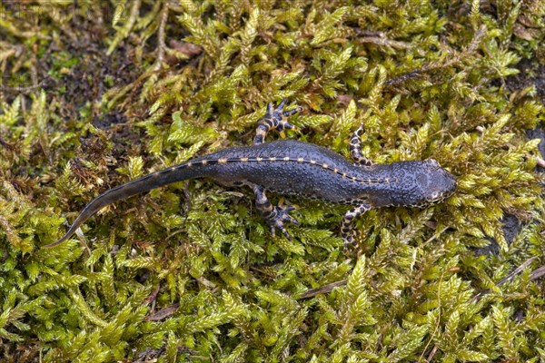 Alpine newt