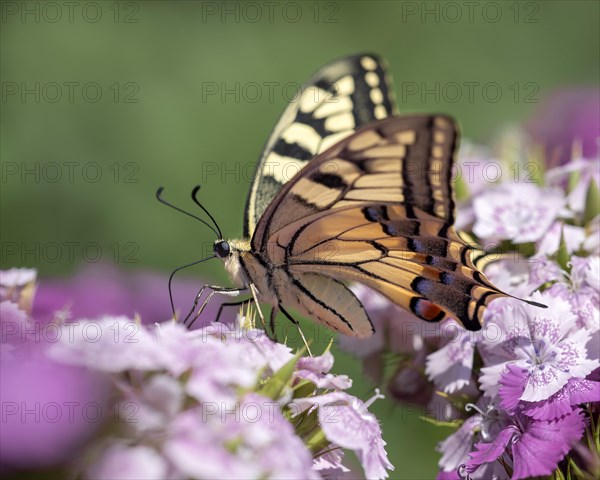 Swallowtail