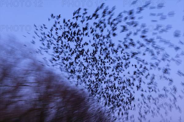 Western jackdaws