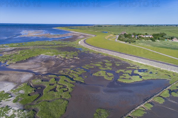 Salt marshes in front of the dike