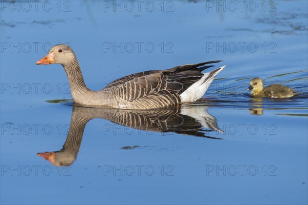 Greylag goose