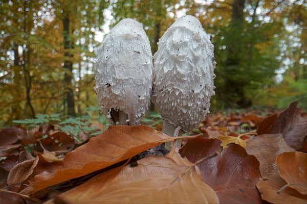 Shaggy ink cap