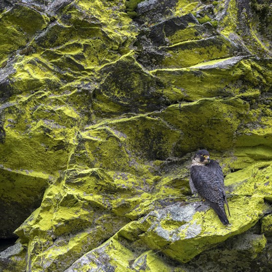 Peregrine falcon Falcon