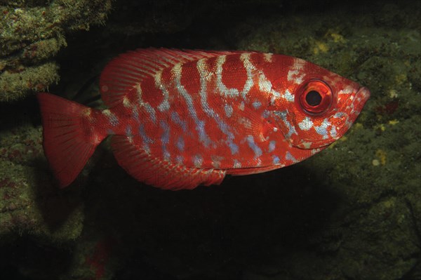 Glasseye Snapper