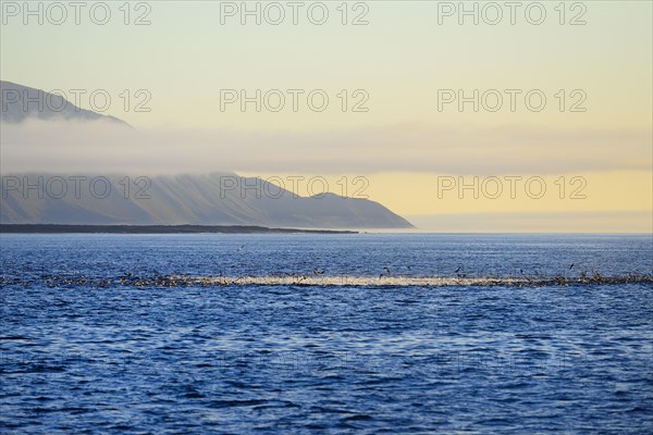 Bubbling sea as seabirds and predators hunt for a school of fish