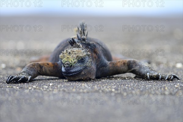 Marine iguana