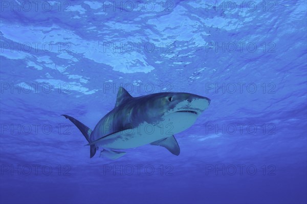 Tiger Shark