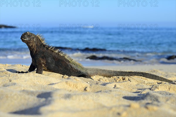 Marine iguana