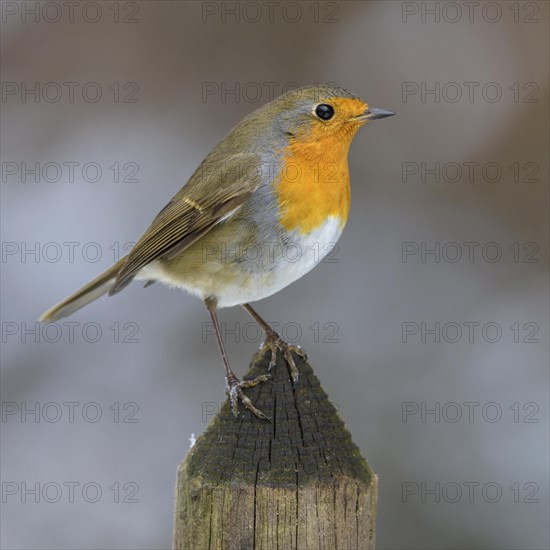 European robin