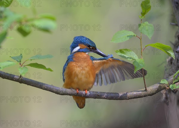 Common kingfisher