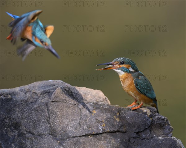 Common kingfisher