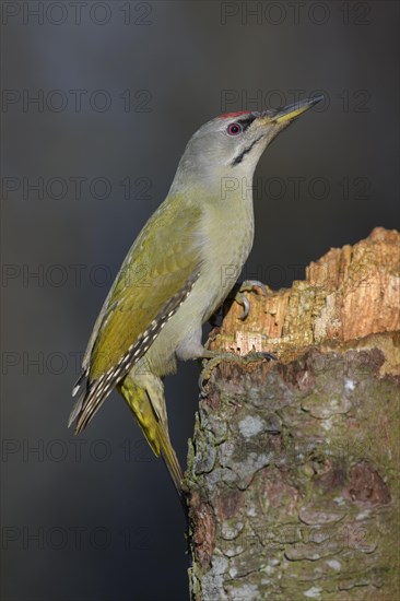 Grey-headed woodpecker