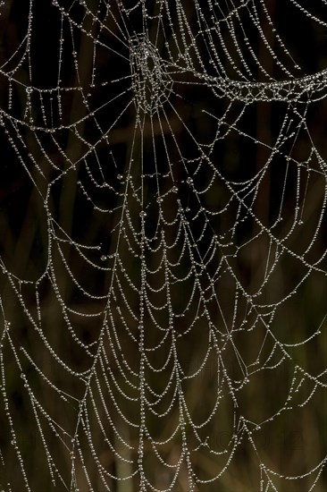 Beads of raindrops on spider's web