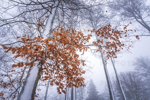 Beeches in the snow
