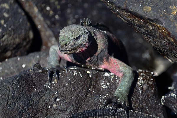 Marine iguana