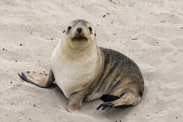 Australian sea lion