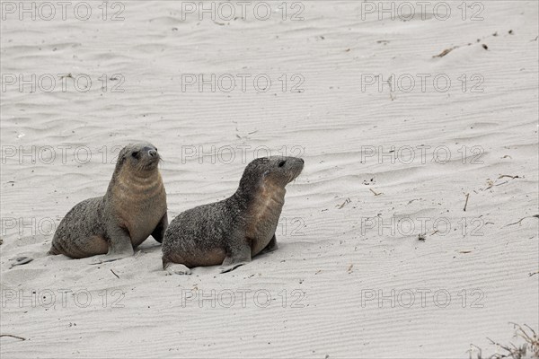 Australian sea lion