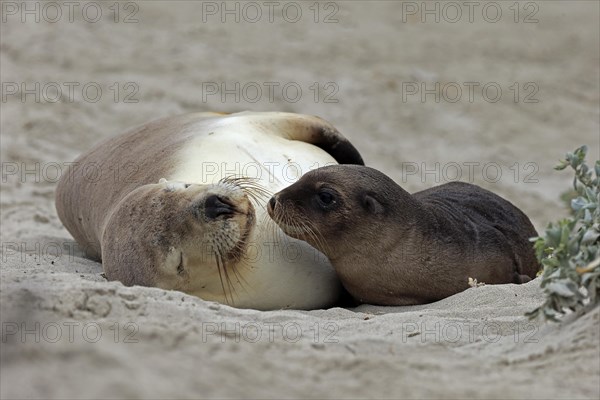 Australian sea lions