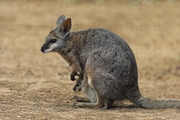 Derby wallaby