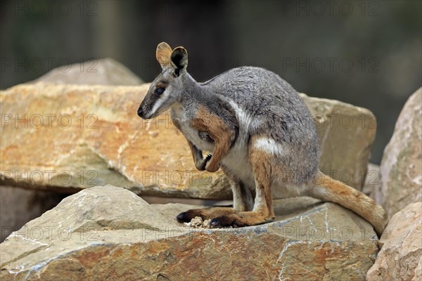 Yellow-footed rock-wallaby