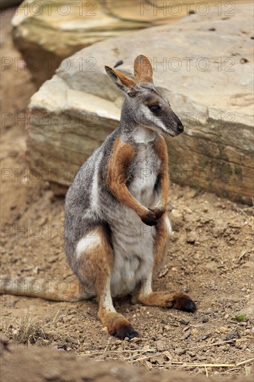 Yellow-footed rock-wallaby